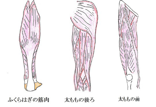 ふくらはぎ、太ももの後ろと前は
   3大肉離れといわれています 