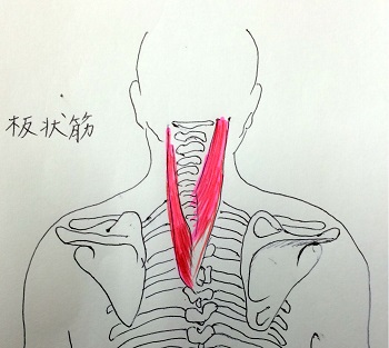 板状筋群