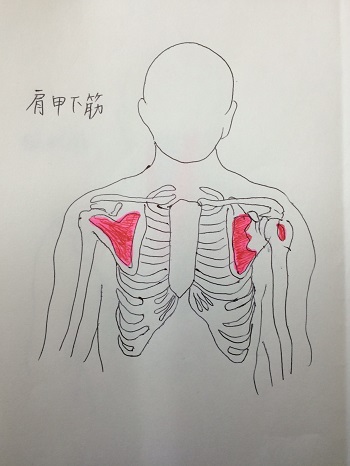 肩甲下筋