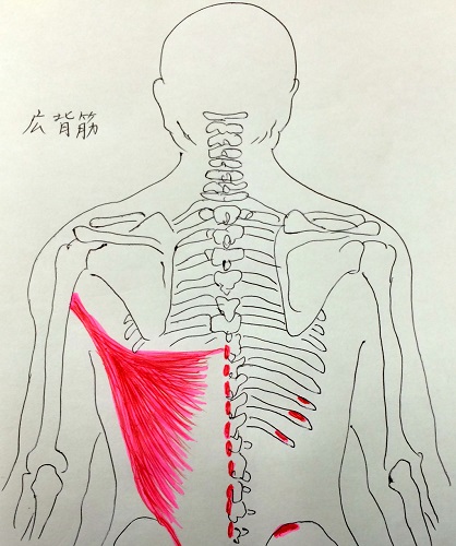 広背筋