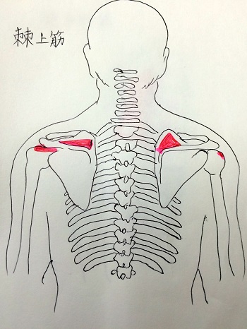 棘上筋