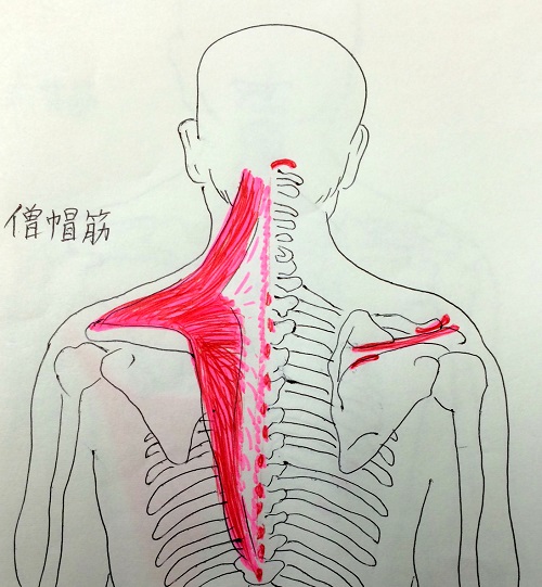 僧帽筋