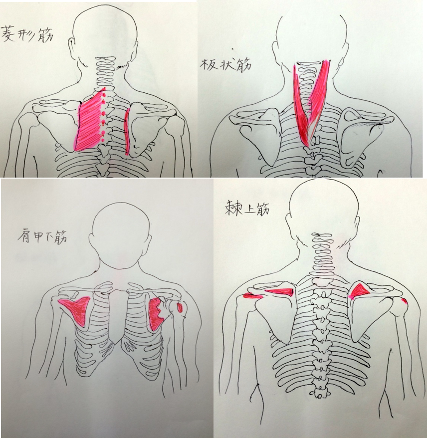 筋肉の画像