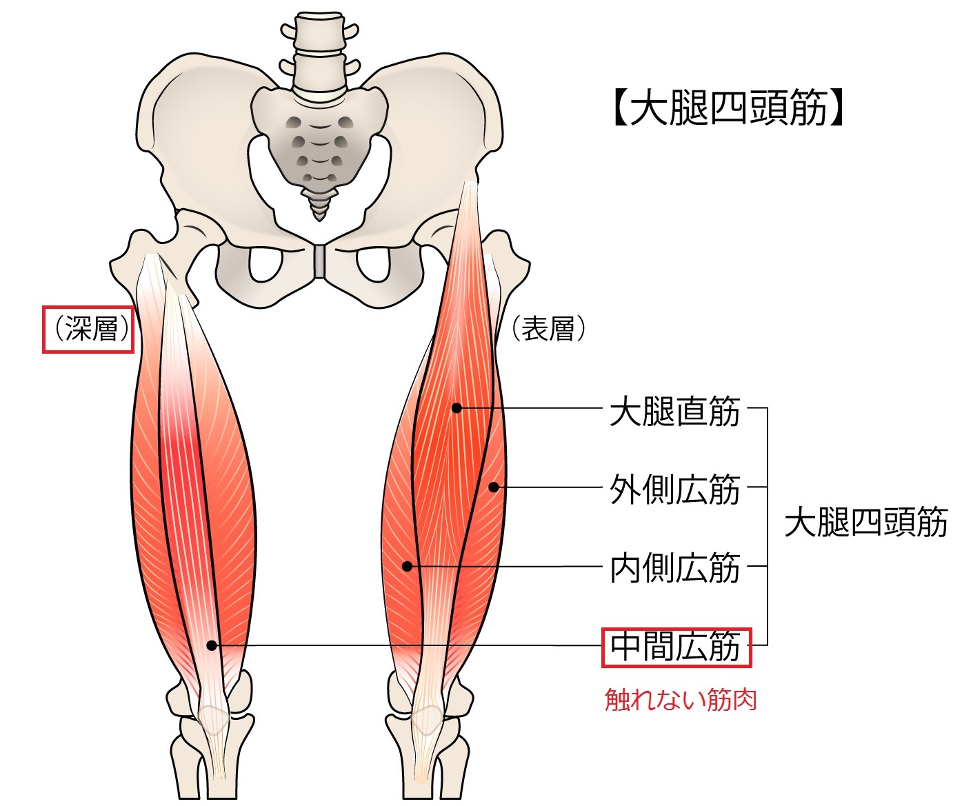 大腿四頭筋