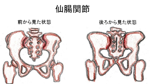 仙腸関節のの画像
